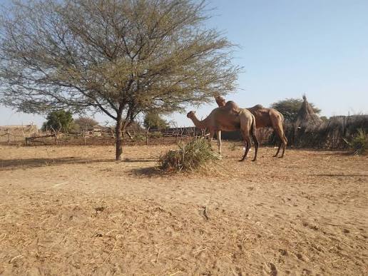 Salamat : démenti officiel d'un prétendu conflit intercommunautaire à Amtiman